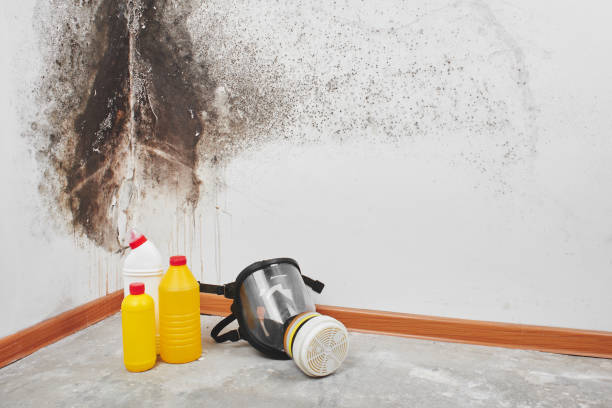 Certified Mold Removal in Audubon, NJ