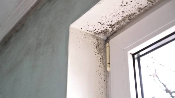 Best Mold Cleaning Services  in Audubon, NJ