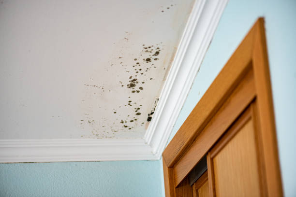 Best Fast Mold Removal  in Audubon, NJ