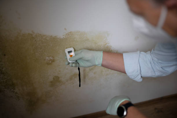 Best Same-Day Mold Removal  in Audubon, NJ