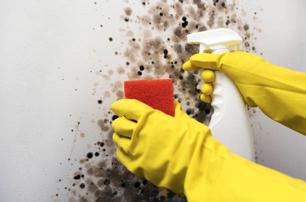 Best Residential Mold Removal  in Audubon, NJ