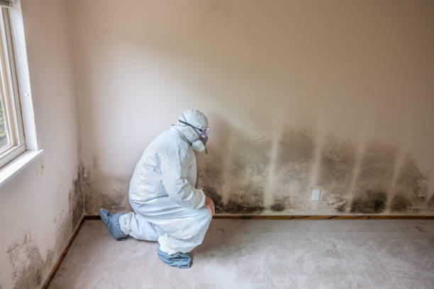 Best Office Mold Removal Services  in Audubon, NJ
