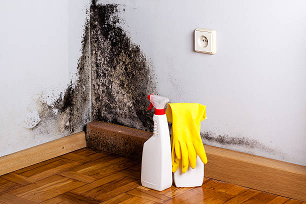 Best Mold Remediation  in Audubon, NJ
