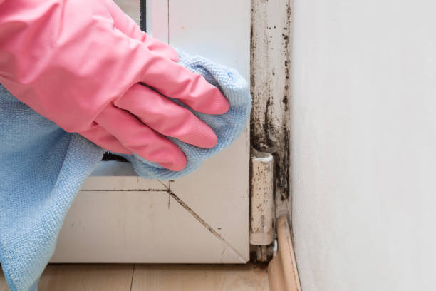 Best Best Mold Removal Companies  in Audubon, NJ